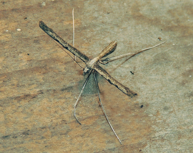 Agdistis adactyla Pterophoridae